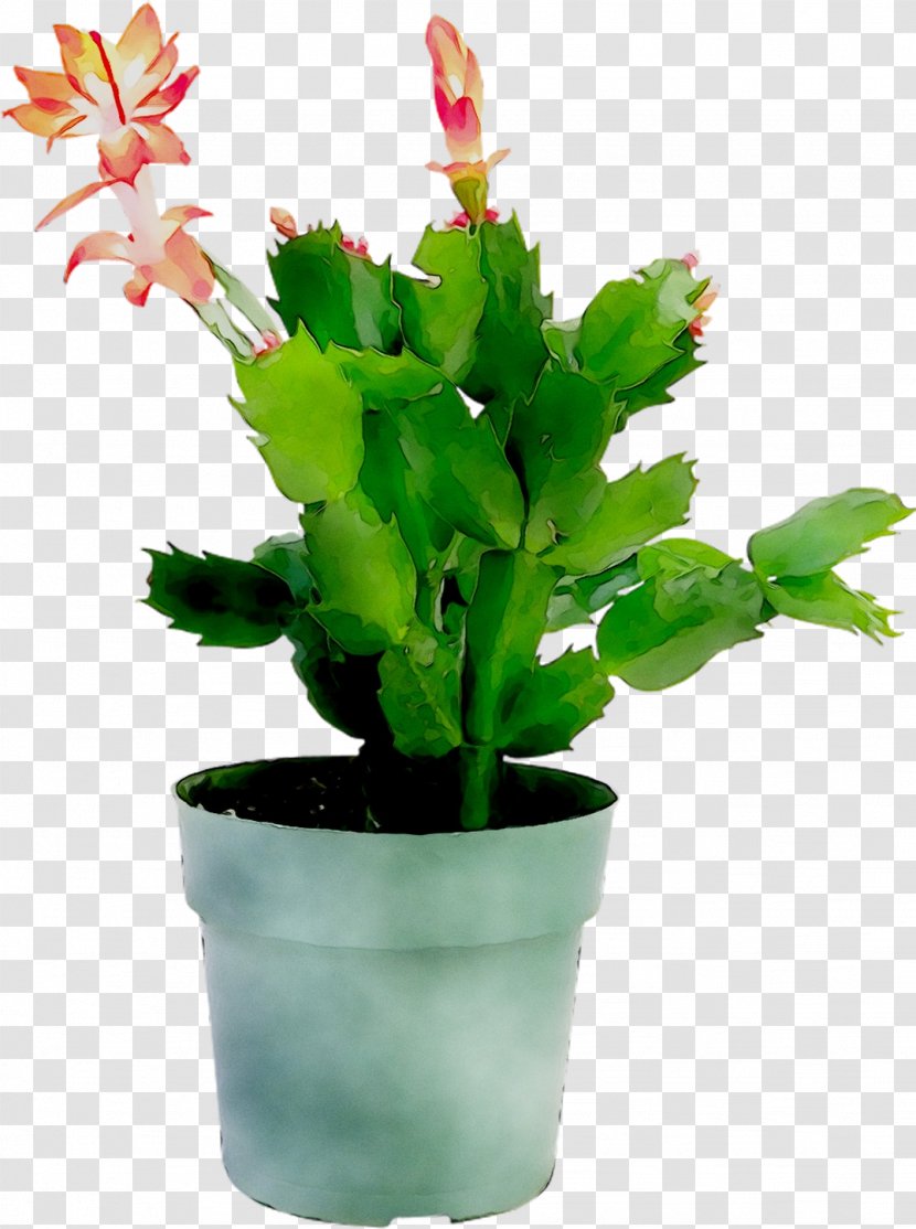 Epiphyllum Flowerpot Houseplant Leaf Plant Stem - Plants Transparent PNG