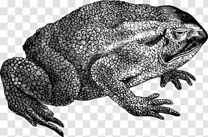 Cane Toad True Frog Amphibian - European Tree Transparent PNG
