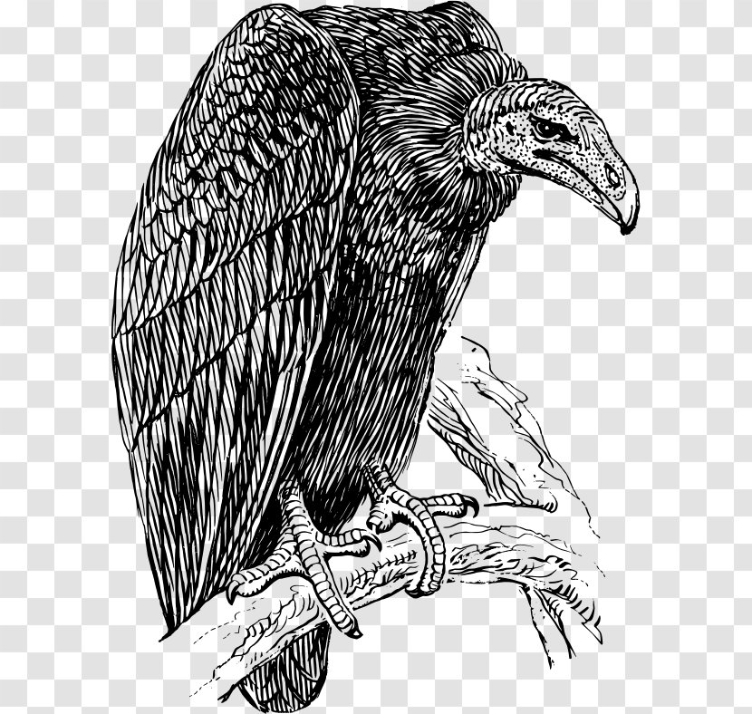 Turkey Vulture Drawing Clip Art - Scavenger - Hair Transparent PNG
