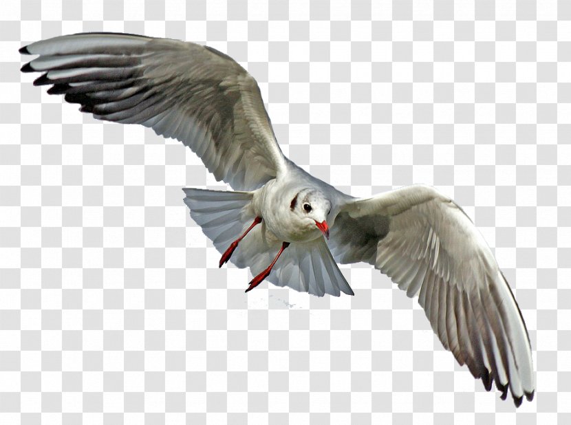 Gulls Seabird Goose Pelican - Wing - Seagull Transparent PNG