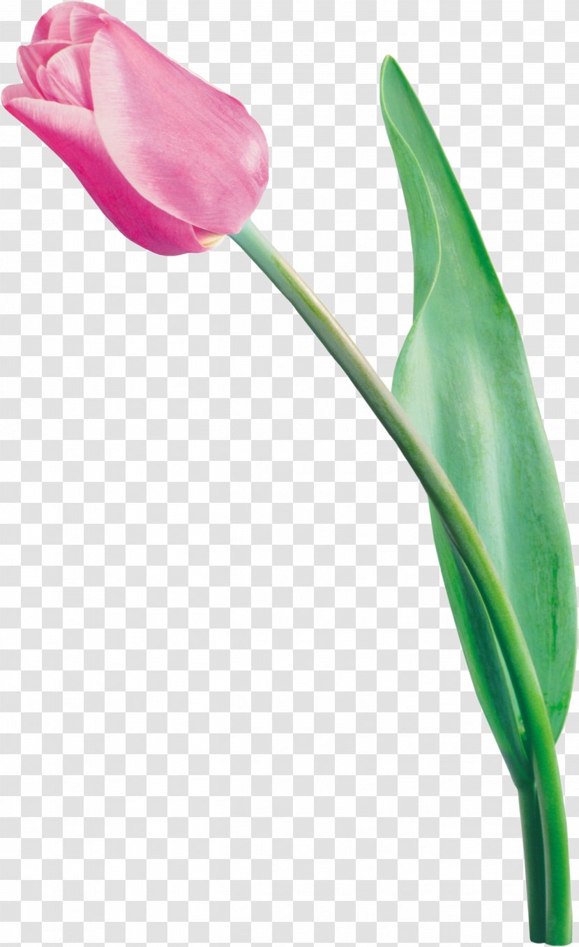 Tulip Flower Bouquet - Seed Plant - Tulips Transparent PNG