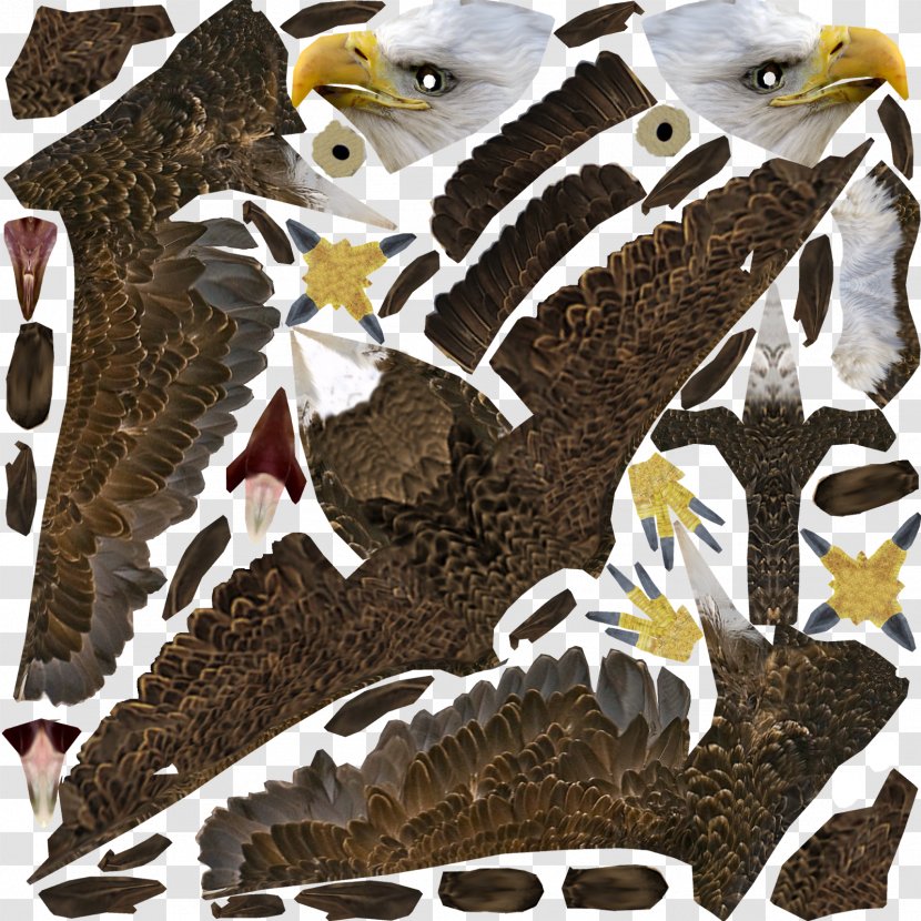 Animal Fauna - Bald Transparent PNG