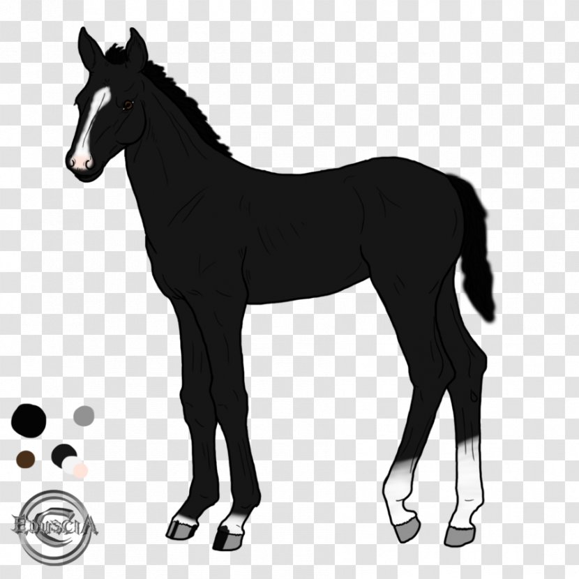 Mustang Foal Pony Stallion - Black And White - Light Shadow Transparent PNG