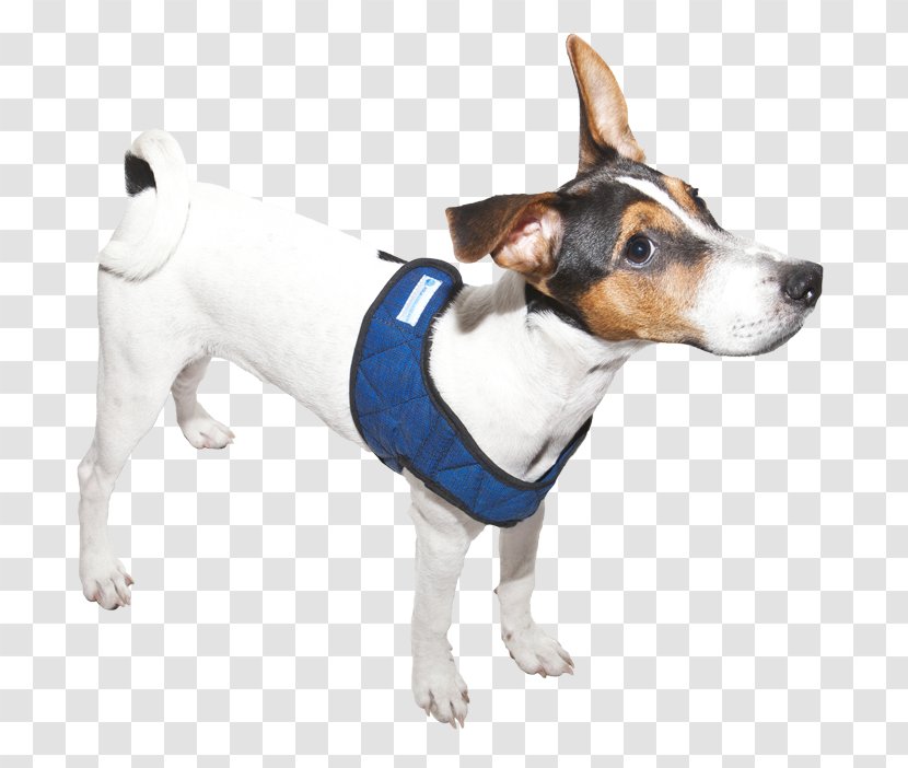 Dog Breed Rat Terrier Toy Fox Tenterfield Jack Russell - Leash Transparent PNG