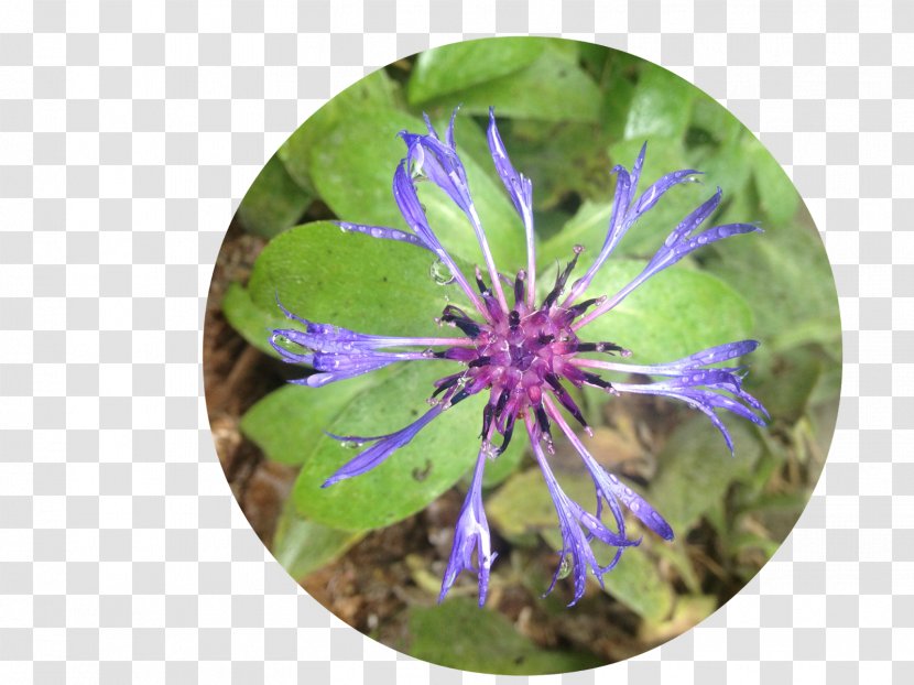 Purple Violet Wildflower Plant - Radial Pattern Transparent PNG