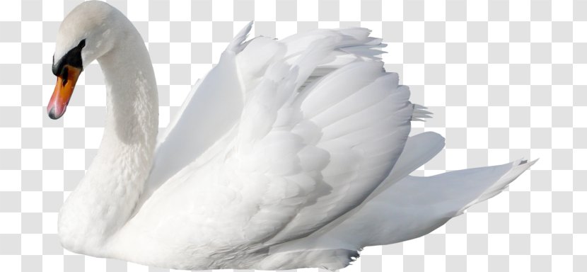 Cygnini Clip Art - Bird - Cisne Transparent PNG