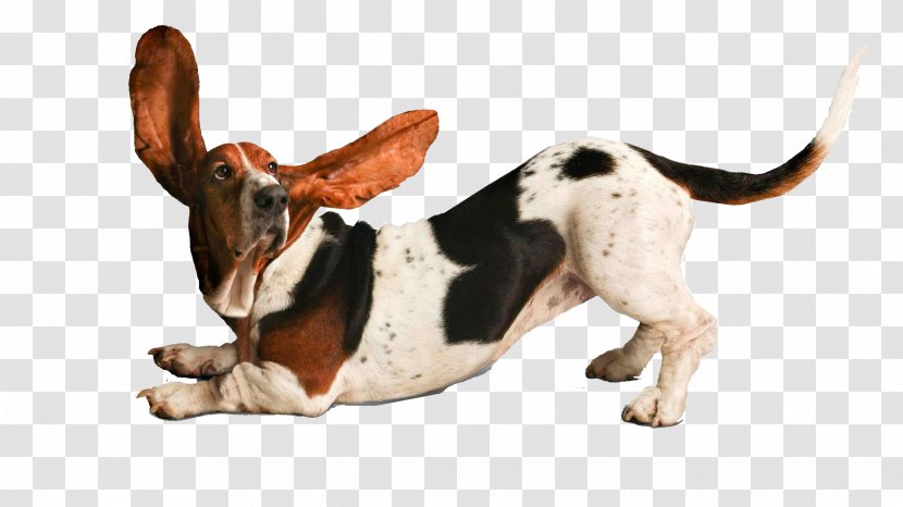 Basset Hound Puppy Yoga Dogs Beagle Doga - Leash Transparent PNG