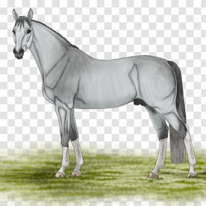 Mustang Stallion Mare Foal Bridle Transparent PNG