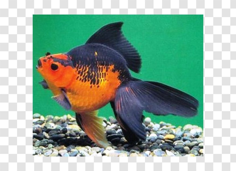 Ryukin Veiltail Ranchu Common Goldfish Feeder Fish Transparent PNG