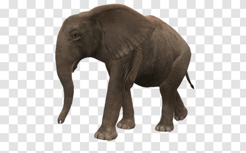 Indian Elephant Clip Art - Snout Transparent PNG