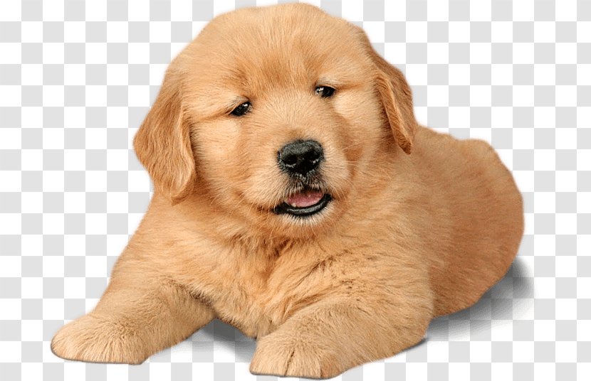 Golden Retriever Puppy Labrador Chow - Dogs Word Transparent PNG