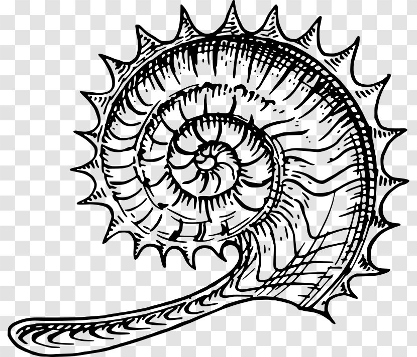 Ammonites Nautilidae Clip Art - Fossil - Seashell Transparent PNG