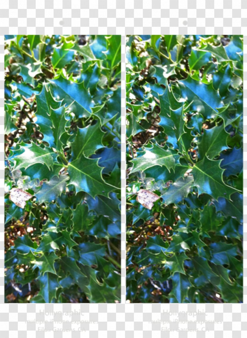 Holly Evergreen Leaf Aquifoliaceae Transparent PNG