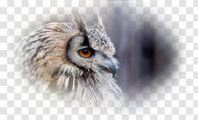 Owl Bird Desktop Wallpaper Xiaomi Redmi 2 Prime - Feather Transparent PNG