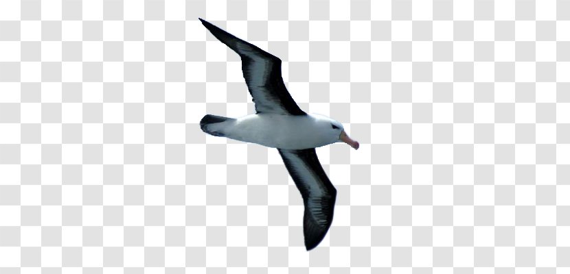 L'Albatros Les Fleurs Du Mal Poetry Albatross - Charles Baudelaire Transparent PNG