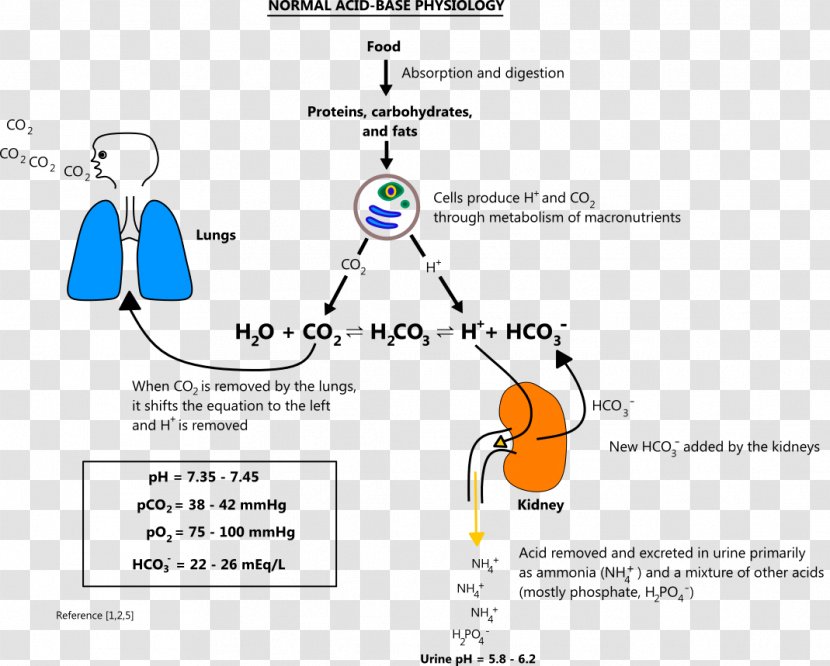 Acid–base Imbalance Reaction Metabolic Alkalosis - Flower - Acidandbase Transparent PNG