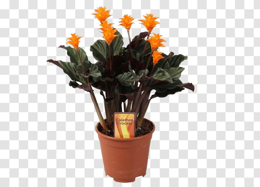 Houseplant Eternal Flame Calatheas Flowerpot - Cactaceae - Plant Transparent PNG