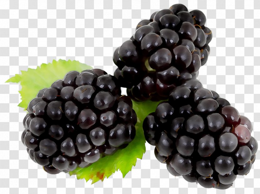 Blackberry Fruit Brambles Raspberry Berries - Grape - Rubus Transparent PNG