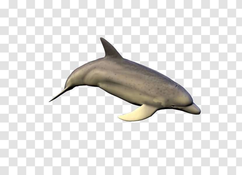 Common Bottlenose Dolphin Short-beaked Tucuxi Rough-toothed Spotted Dolphins - Short Beaked - Delfines Transparent PNG
