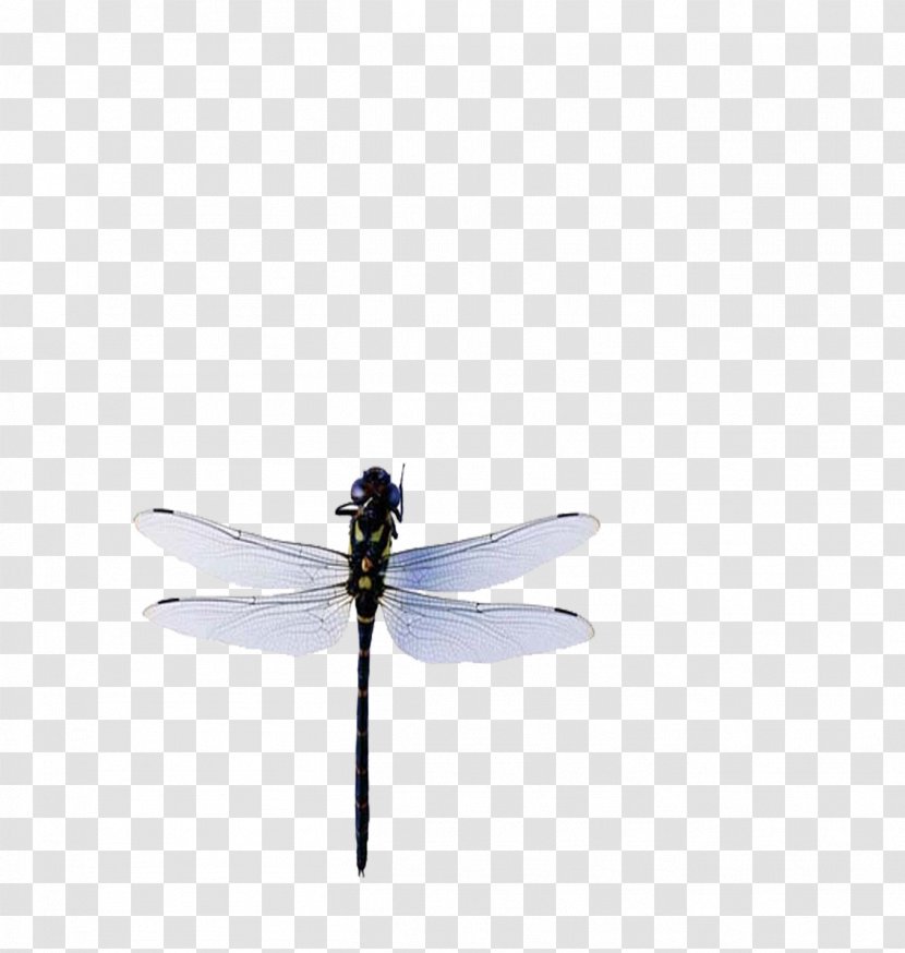 Insect Dragonfly Blue - Gratis - Sky Transparent PNG