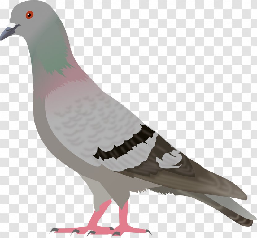 English Carrier Pigeon Columbidae Bird Clip Art - Beak - Image Transparent PNG