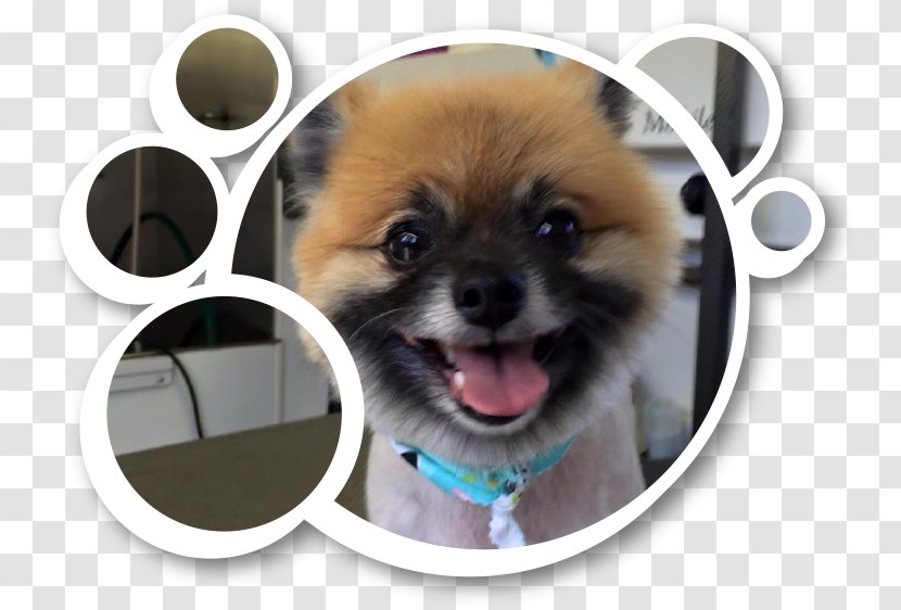 German Spitz Klein Pomeranian Puppy Dog Breed - Companion Transparent PNG