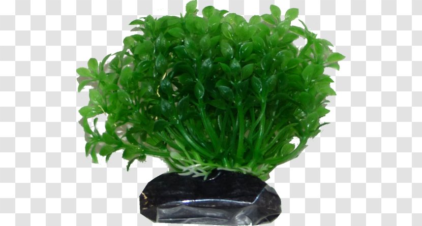 Aquatic Plants Leaf Vegetable Herb Aquarium - Flowerpot Transparent PNG