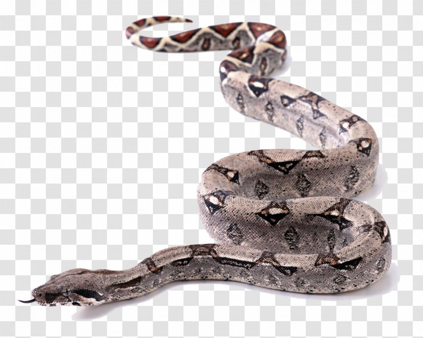 Snake King Cobra Ball Python - Crawling Flower Transparent PNG