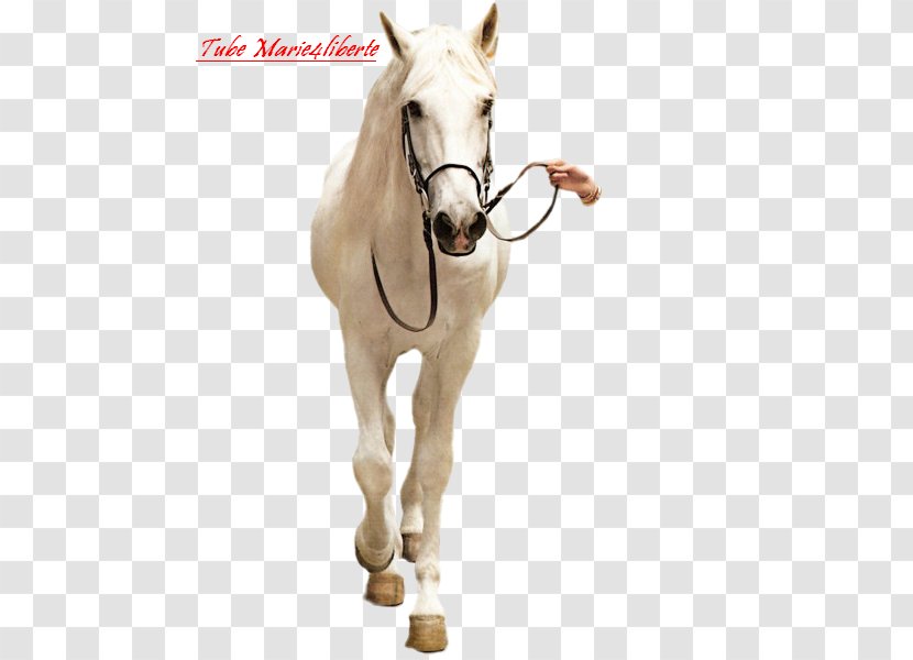 Halter Mustang Mare Stallion Horse Harnesses - Naturism Transparent PNG