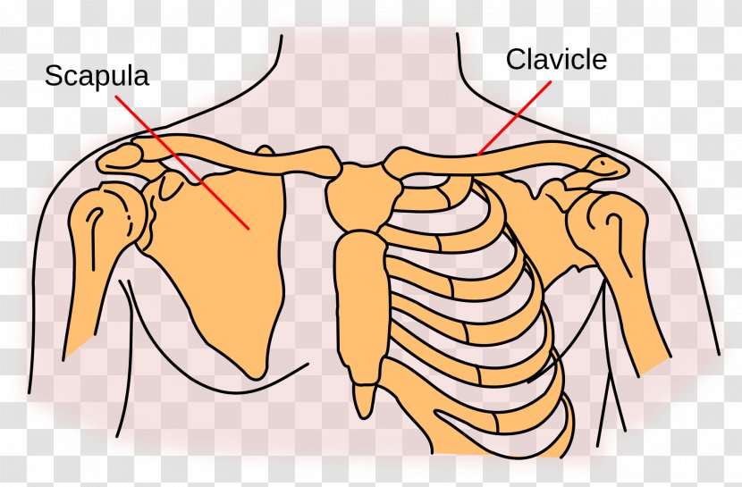 Shoulder Girdle Scapula Clavicle Sternoclavicular Joint - Heart - Medial Border Of Transparent PNG