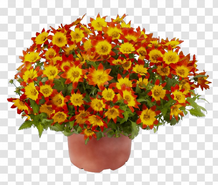 Chrysanthemum Bee Flower Plants Marigold - Tagetes - Flowering Plant Transparent PNG