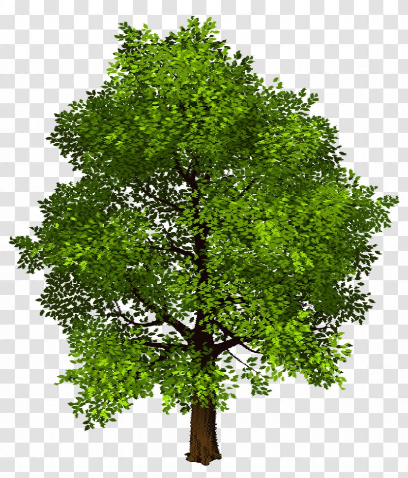 Shade Tree Clip Art - Cedar Transparent PNG