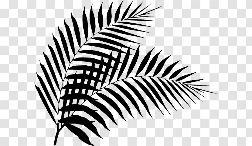 Beauty Parlour Hair Coloring Palm Trees Barber Cosmetics - Tree - Closeup Transparent PNG