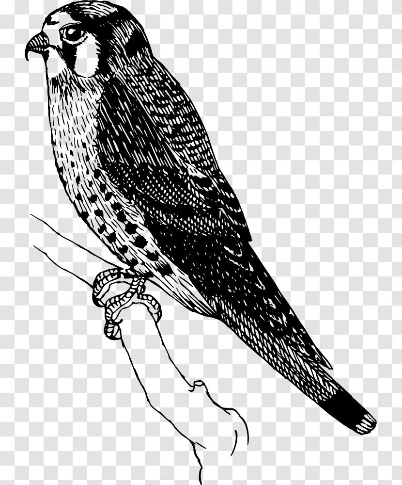 Bird Drawing - Eagle - Red Shouldered Hawk Redtailed Transparent PNG