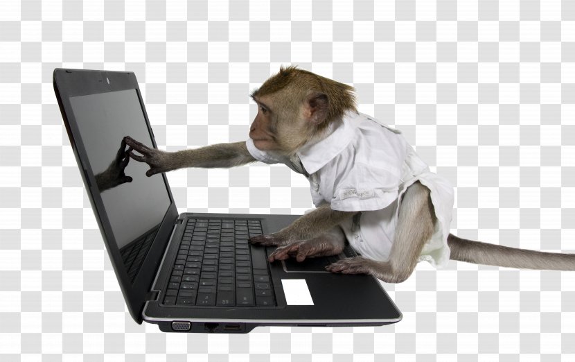 Laptop Monkey Testing Computer Infinite Theorem - Snout - Orangutan Transparent PNG