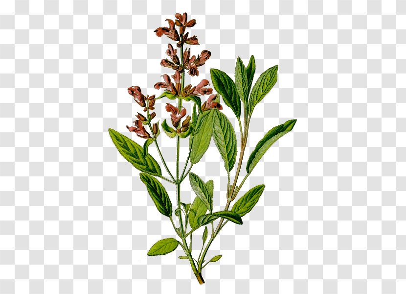 Common Sage Herbalism Botanical Illustration Medicinal Plants - Herbal - Plant Transparent PNG