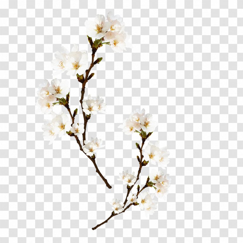 Peach Spring Computer File - Twig - Plum Flower Transparent PNG