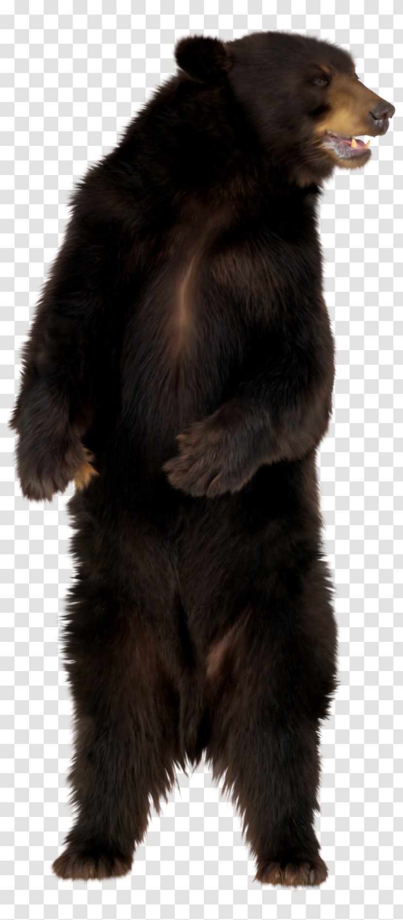 Brown Bear Clip Art - Dog Breed Group Transparent PNG
