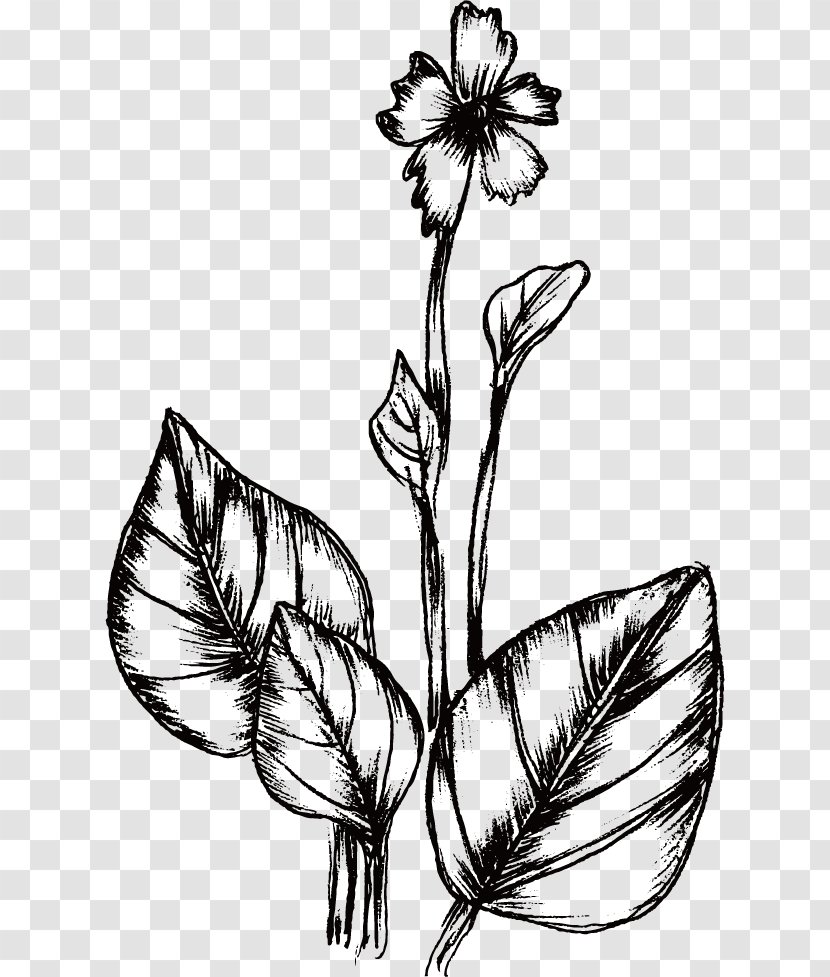 Drawing Plant Flower - Flora - Line Of Transparent PNG