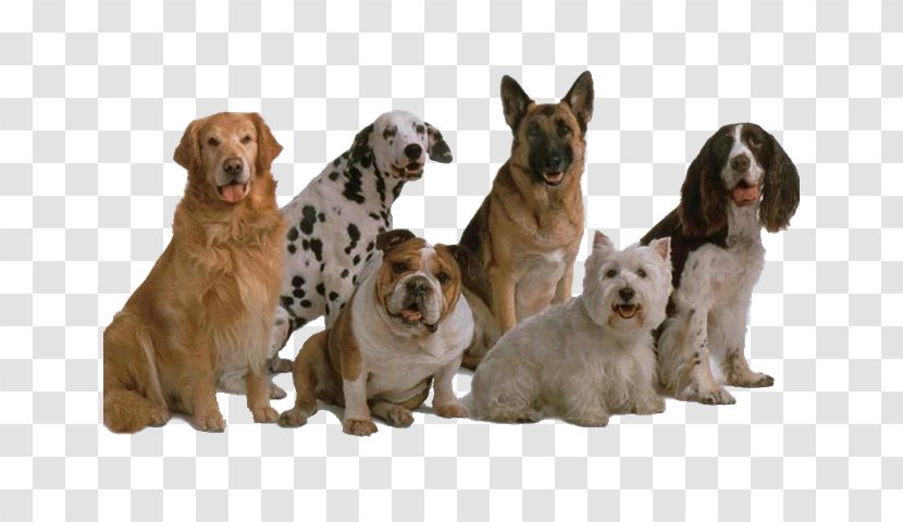 Dog Breed Genetic Diversity Bulldog Kennel - Group - MASCOTAS Transparent PNG
