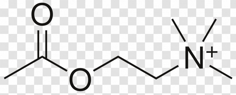 Methyl Group Ester Butyrate Nucleophilic Acyl Substitution - Solvent In Chemical Reactions - Body Structure Transparent PNG