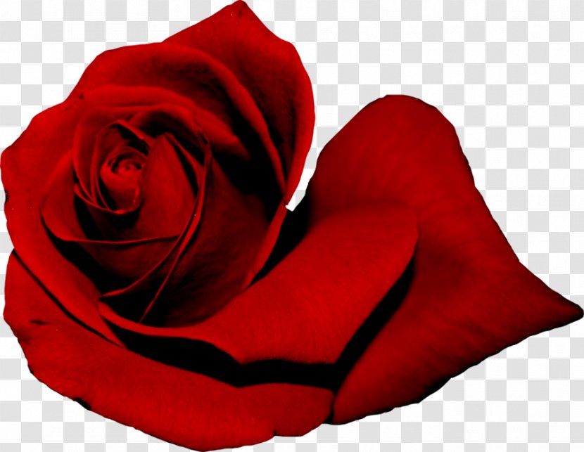 Garden Roses Red Clip Art - Brightness - Rose Transparent PNG
