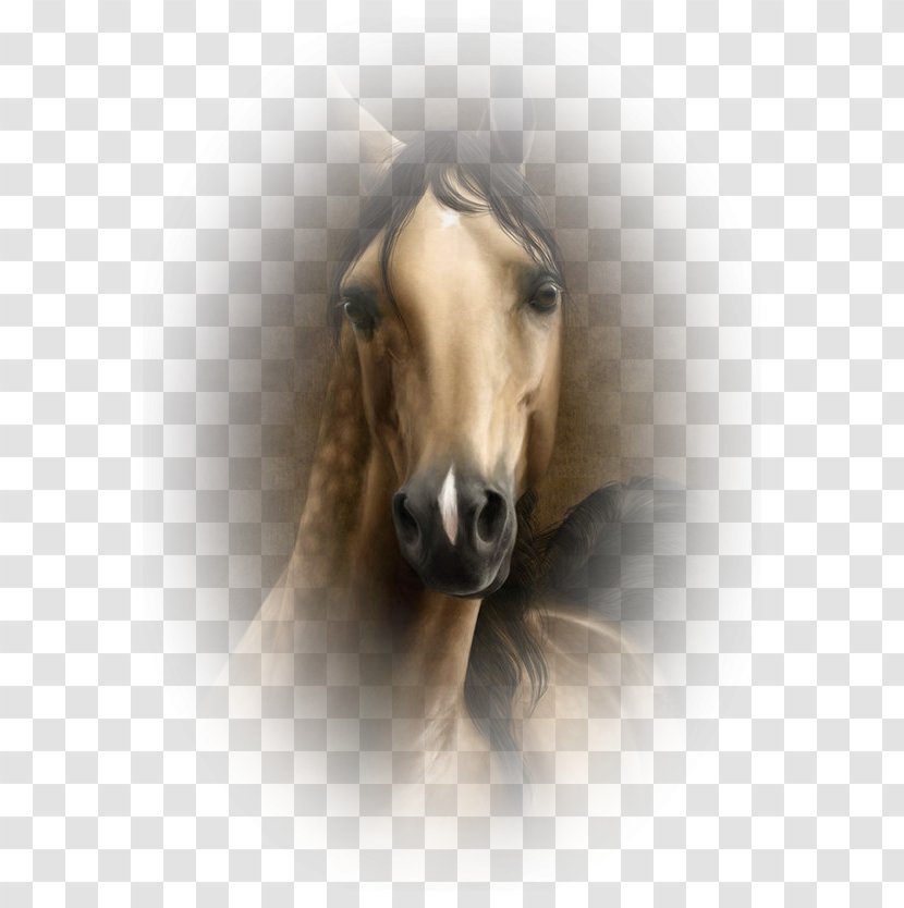 Mustang Stallion Pony Snout Equestrian - Equus Transparent PNG