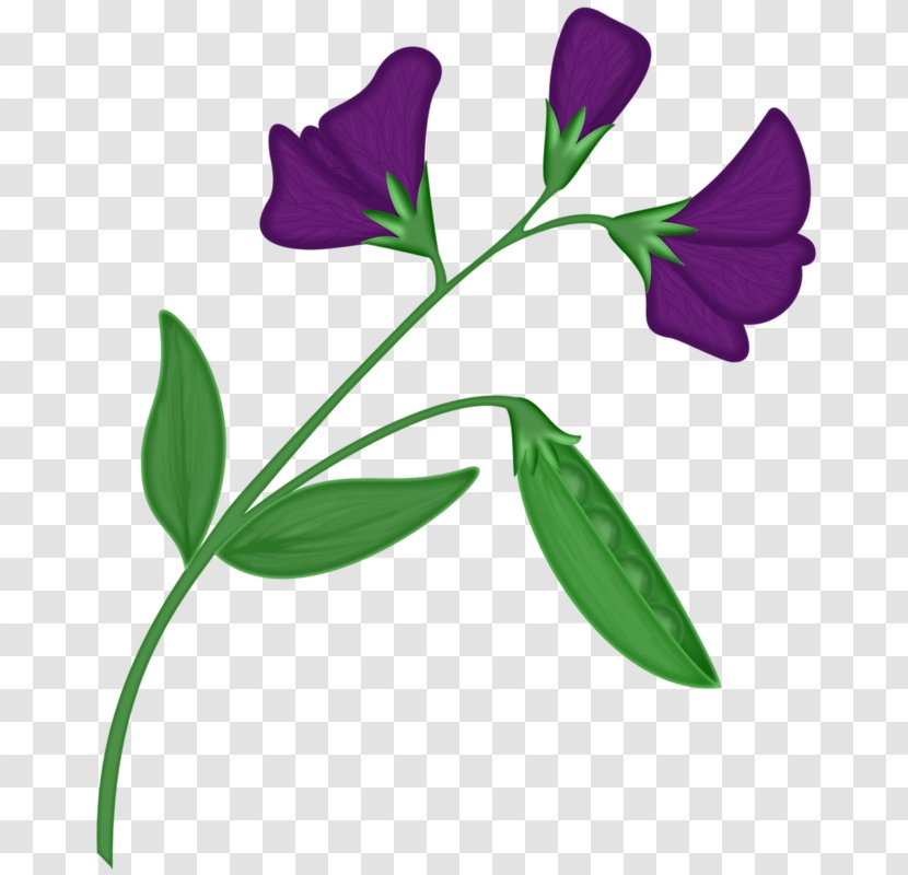 Pea Flower Petal - Vegetable - Hand-painted Transparent PNG