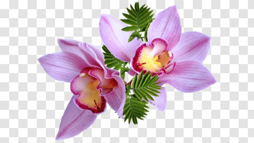 Clip Art Flower Bouquet Adobe Photoshop - Moth Orchid Transparent PNG