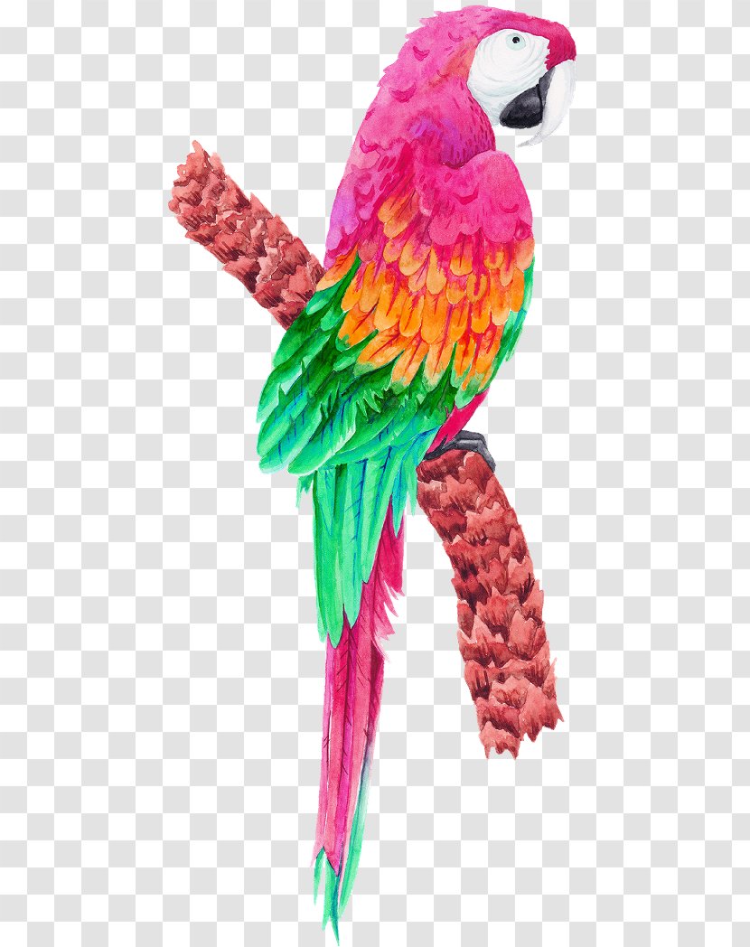 Parrot Bird Macaw Parakeet Clip Art - Hyacinth - Scarlet Colors Large Colorful Transparent PNG