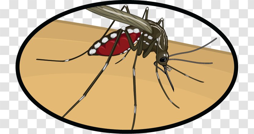 Mosquito Insect Clip Art Zika Virus Fever - United States Transparent PNG