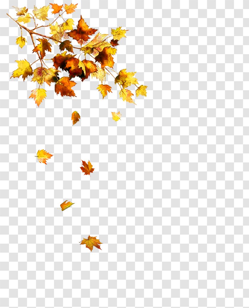 Autumn Leaf Clip Art - Photography Transparent PNG