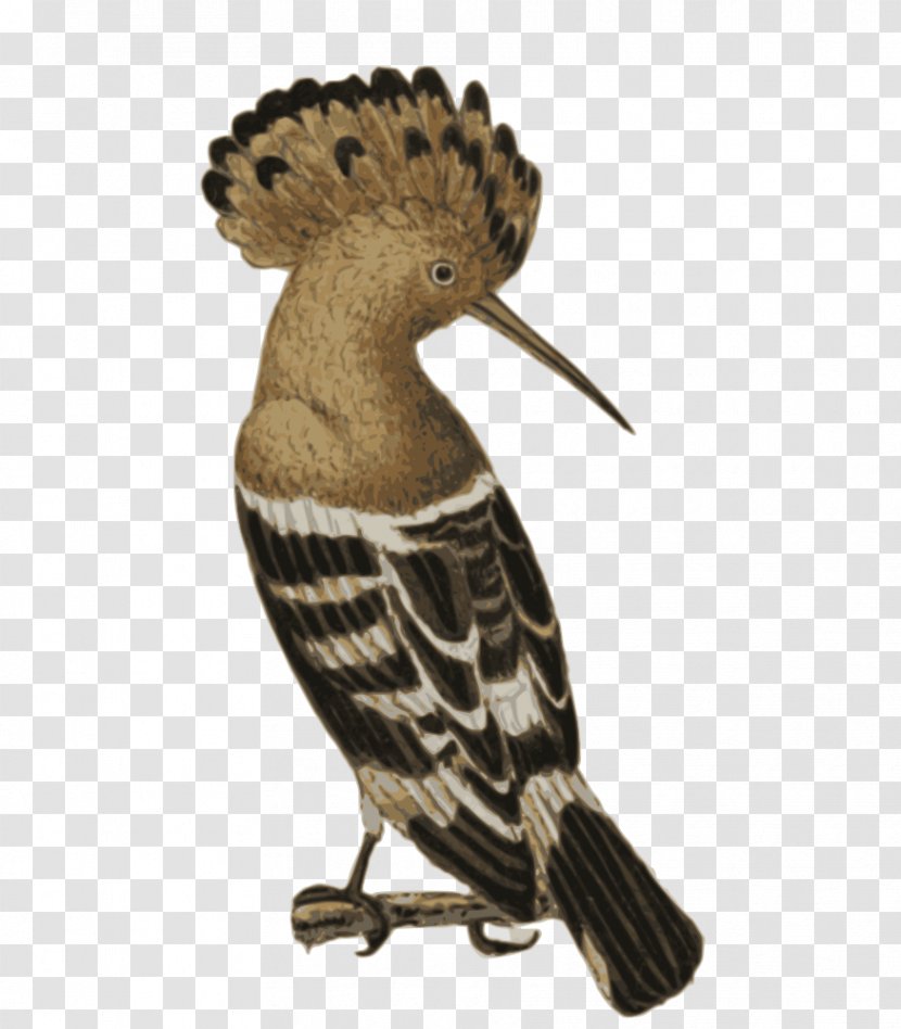 Bird African Hoopoe Beak - Attar Of Nishapur Transparent PNG