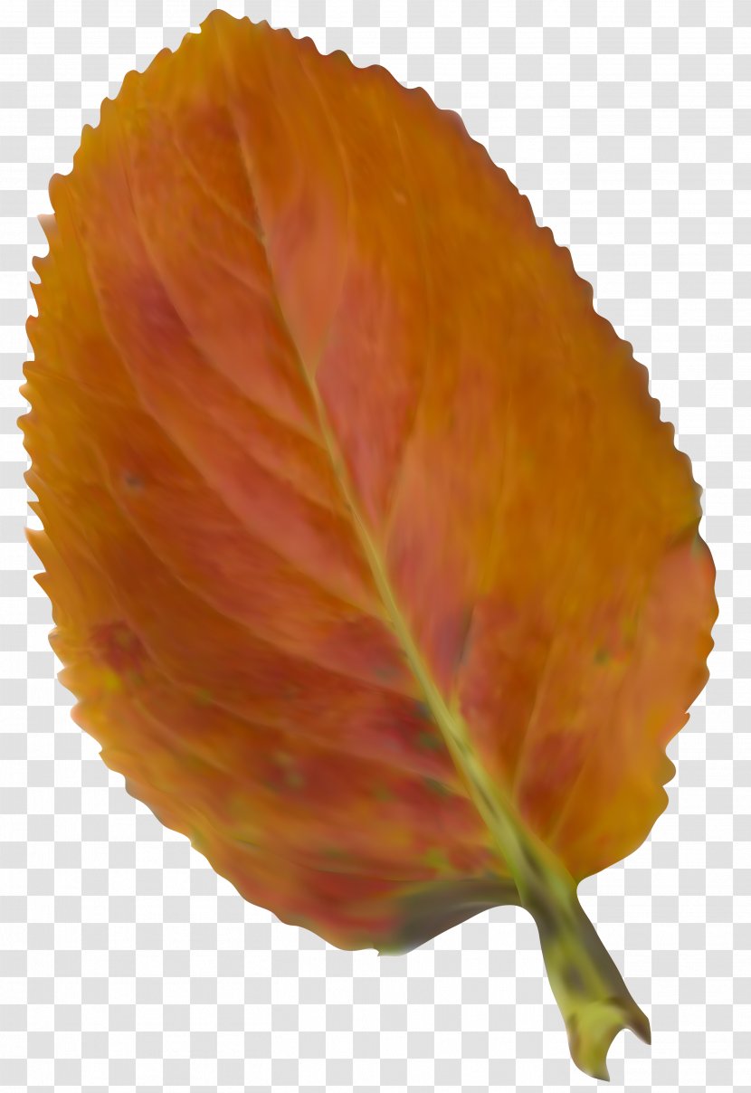 2018 Nissan LEAF 2017 S 2016 Autumn Leaf Color - Tree - Beautiful Clipart Picture Transparent PNG
